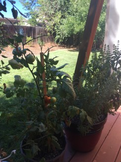 Tomatoes and herbs